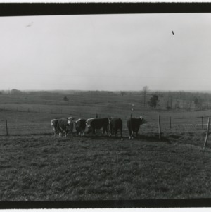 Cattle standing in the pasture
