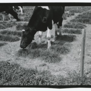 A fistulated cow grazes on a small patch of grass