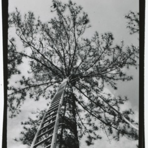 A man climbs a very tall ladder into a tree
