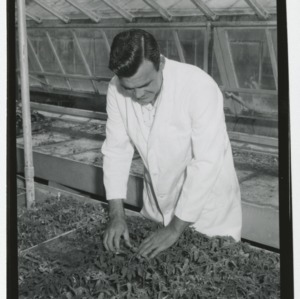 Dr. Nash Winstead working with his tomatoes in Greenhouse