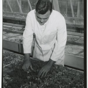 Dr. Nash Winstead working with his tomatoes in Greenhouse