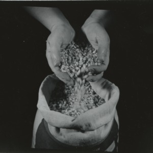 Hands sifting corn in grain bag