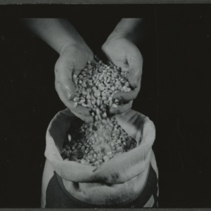 Hands sifting corn in grain bag