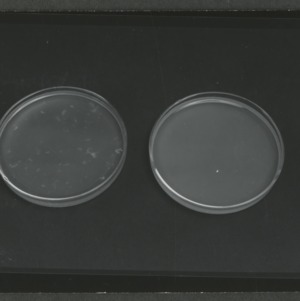 Filamentorus bacteria
