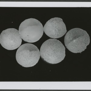 Egg shells, inside dyed to emphasize holes