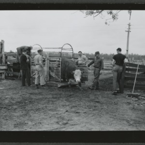 Beef cattle being weighed at Menair Farm