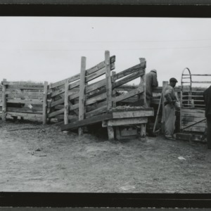 Beef cattle being weighed at Menair Farm