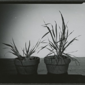 Oat plants in pots