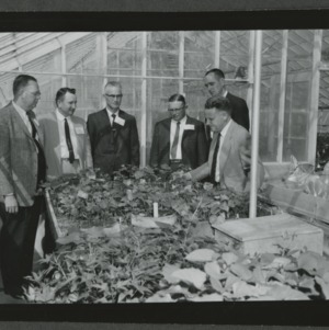 Plant pathologist Dr. Lowell Neilson in greenhouse
