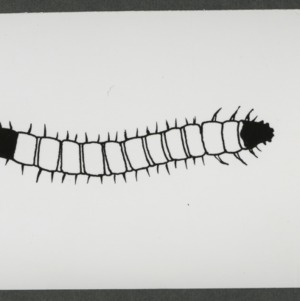 Cucumber beetle larvae drawing
