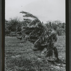 Wind effected pine tree