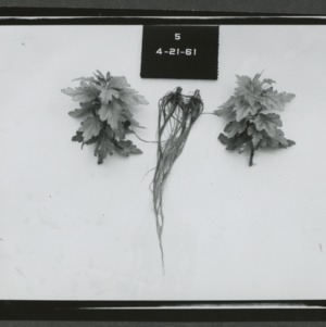 Chrysanthemum tests