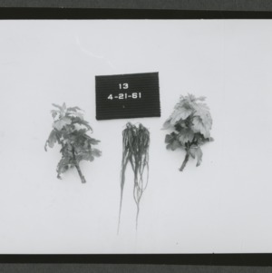 Chrysanthemum tests