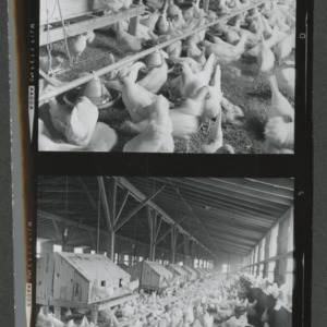 Anson County poultry town