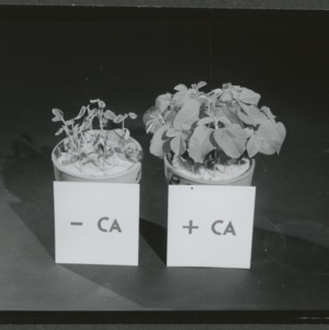 Calcium experiment on potted plants