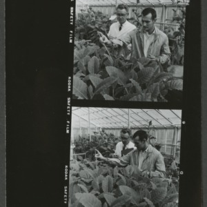 Tobacco research