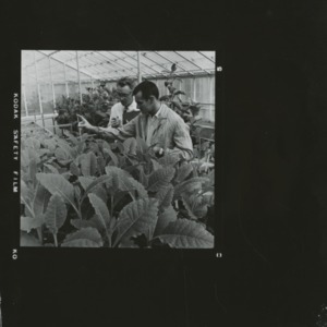 Tobacco research