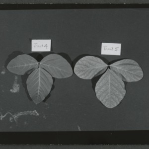 Effects of phosphorus on variations in soybean leaves