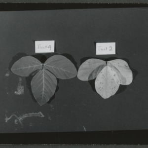 Effects of phosphorus on variations in soybean leaves
