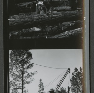 Logging operation in Bladen Lakes State Forest