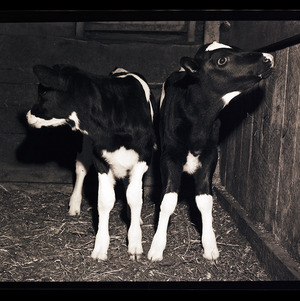 Twin Calves at Dave Warth's Farm