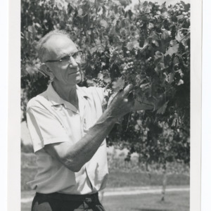 Dr. C. F. Williams with experimental muscadine grapes