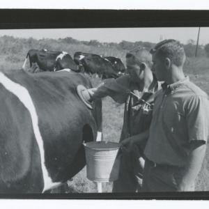 Boys and cow with fistulated stomach