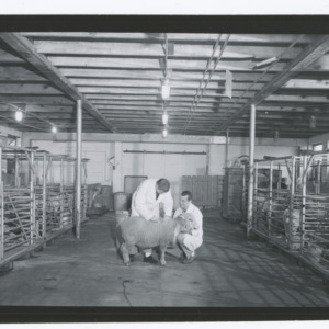 Researchers and sheep in Animal Industry barn