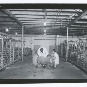 Researchers and sheep in Animal Industry barn