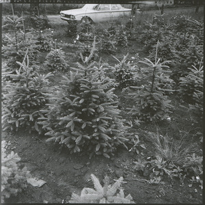 Trees