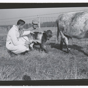 Veterinarians at college cattle farm