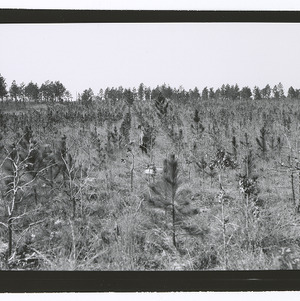 Man with pine plantings on farm in Harnett County