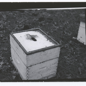 Beehives in Red Springs, NC