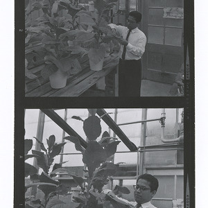Graduate student working in greenhouse