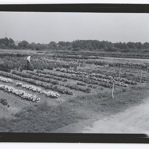 Rows of flowers at Method Station