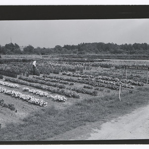 Rows of flowers at Method Station
