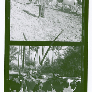 Cows and dairy farmers on dairy farm