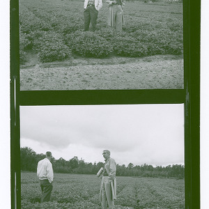 Men standing in a peanut field