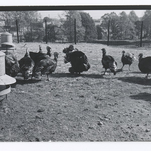 Turkeys on State College turkey farm