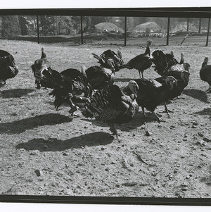 Turkeys on State College turkey farm