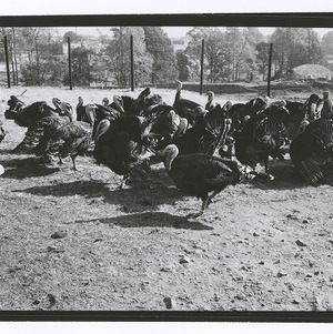 Turkeys on State College turkey farm