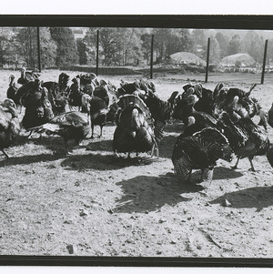 Turkeys on State College turkey farm