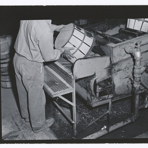 Sweet potato processing plant workers and machinery