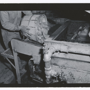Sweet potato processing plant workers and machinery