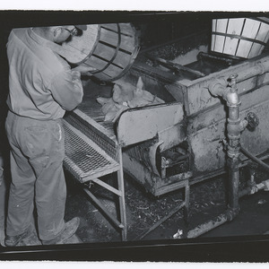 Sweet potato processing plant workers and machinery