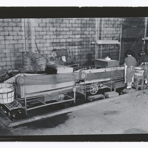 Sweet potato processing plant workers and machinery