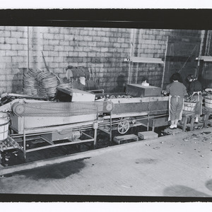 Sweet potato processing plant workers and machinery