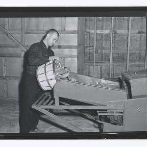 Man loading sweet potatoes into machine