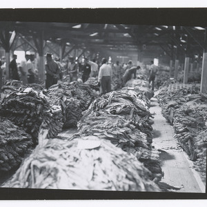 Tobacco at Wendell warehouse