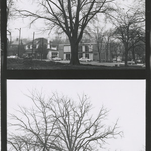 Trees on Hillsborough Street